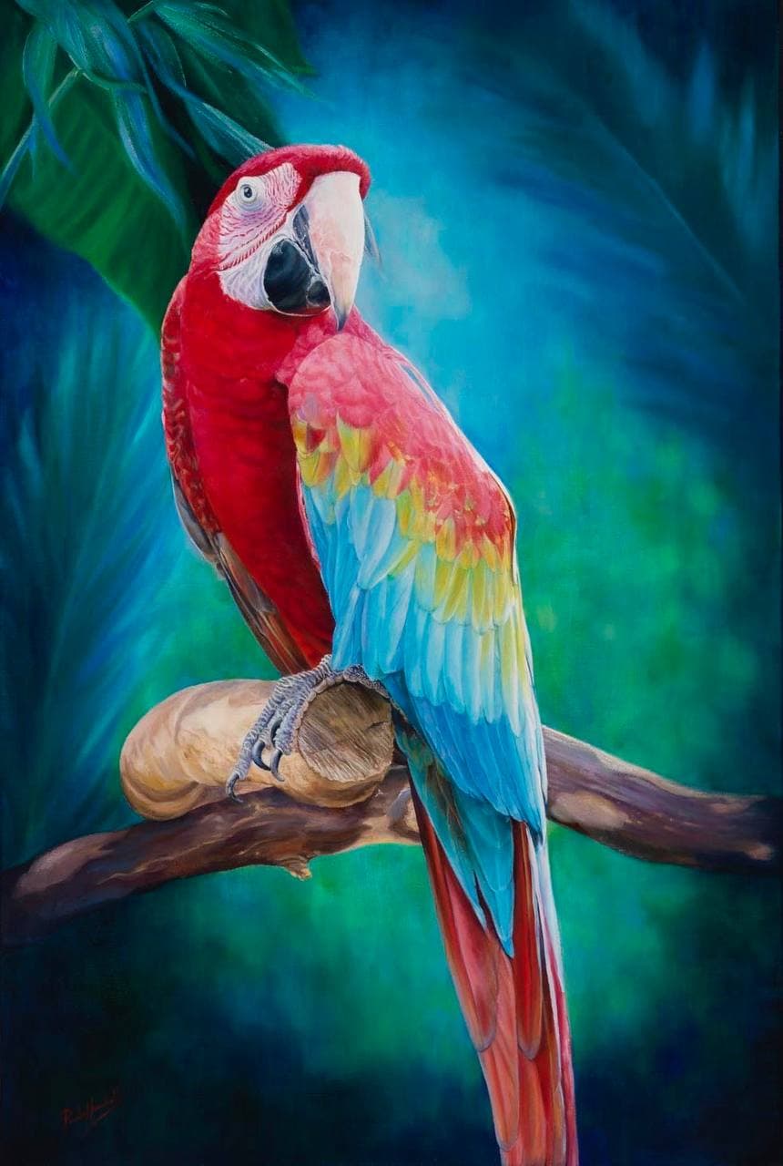 Scarlet Macaw